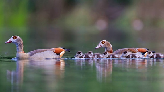 Nilgänse